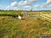 A family of swans blocking the path on Thorpe Marshes
