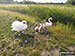 A family of swans blocking the path on Thorpe Marshes