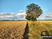 The field path between Lower Thurlton and Haddiscoe