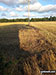The field path between Lower Thurlton and Haddiscoe