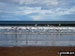 Sea gulls at Lunan Bay