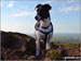 My dog Duke on Beacon Batch